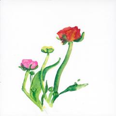 images/flowers/Razelou 7.jpg